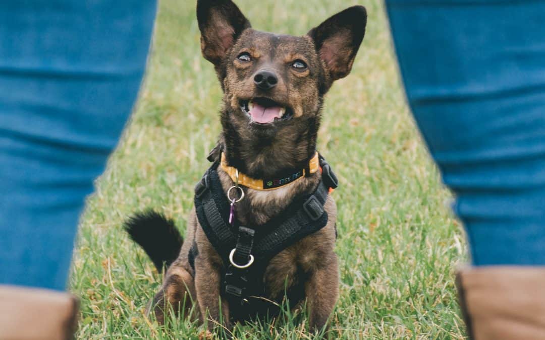 The Small Dog Syndrome Myth; Tiny Dog V Giant World