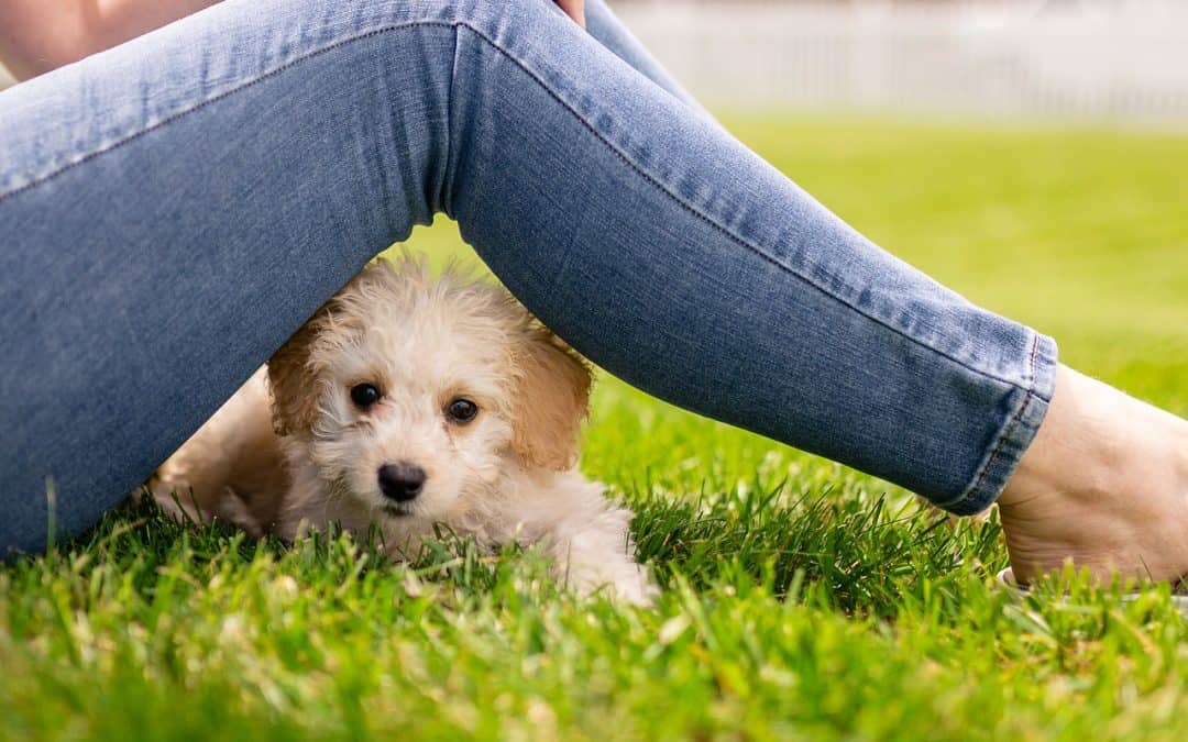Visualise Your Future Dog; Preventing Resource Guarding in your Puppy.